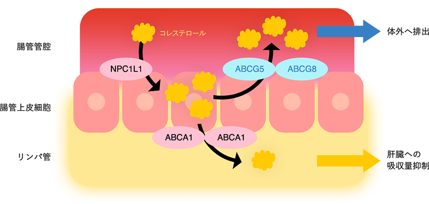 コレステロール吸収抑制効果