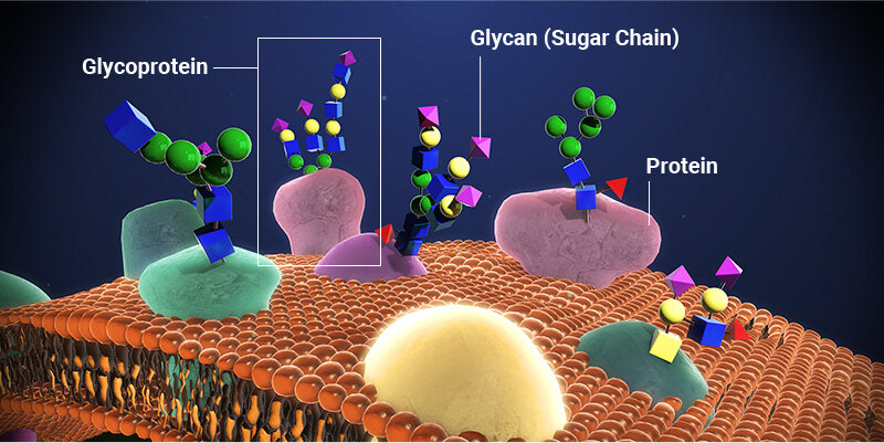 visual_representation-of-glycoproteins.jpg