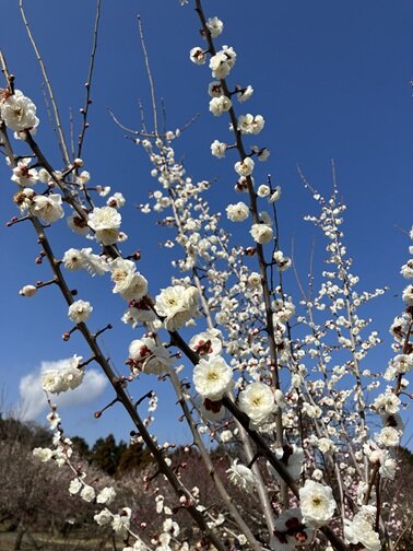 梅の花.jpg
