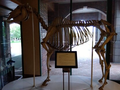 帯広畜産大学　馬の骨格.jpg